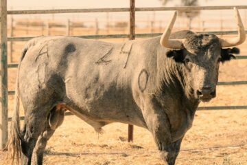 La seria corrida de Victorino para su regreso a Jaén, en fotos 