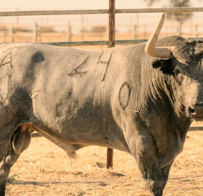 La seria corrida de Victorino para su regreso a Jaén, en fotos 