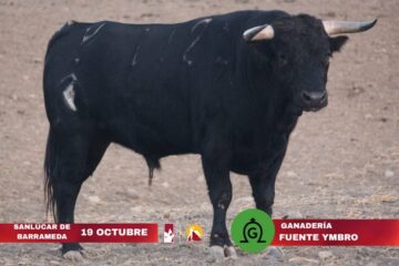 Los novillos para la final de la Liga Nacional de Novilladas 2025 este domingo en Sanlúcar