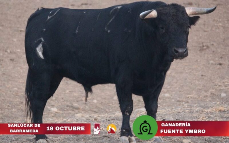 Los novillos para la final de la Liga Nacional de Novilladas 2025 este domingo en Sanlúcar