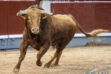 El 2026 de Pedraza de Yeltes: Madrid y Francia como bastiones