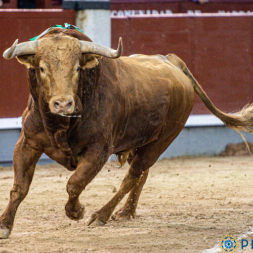 Los carteles de las cuatro corridas de inicio de temporada en Madrid: Plaza 1 ‘prepara’ un explosivo arranque