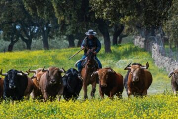 ‘No hay casos de dermatosis nodular contagiosa en la cabaña brava española, pero el brote en una ganadería obligaría al vaciado sanitario’