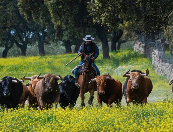 ‘No hay casos de dermatosis nodular contagiosa en la cabaña brava española, pero el brote en una ganadería obligaría al vaciado sanitario’
