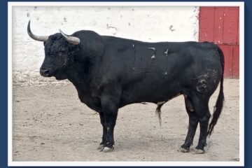 En la Opinión de Pepe Mata… Rodrigo Barroso Cañedo, un ganadero con autocrítica