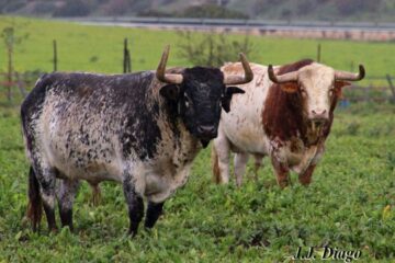 Los Alburejos: el paraíso de Torrestrella y de Álvaro Domecq 