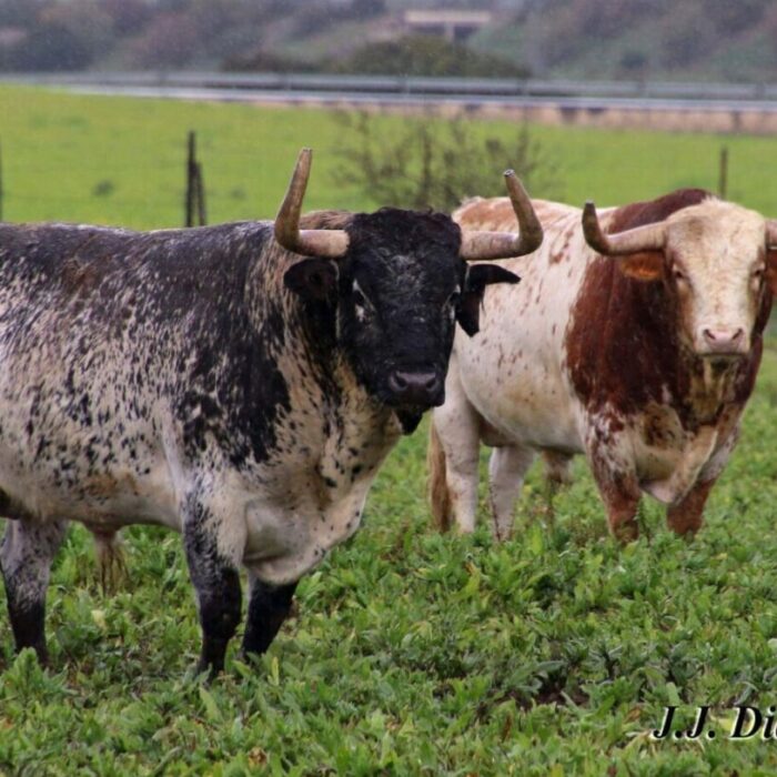 Los Alburejos: el paraíso de Torrestrella y de Álvaro Domecq 