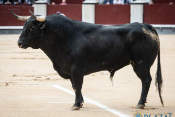 Joao Folque: ‘En Palha, criamos un toro para el aficionado y por eso tenemos esa obsesión con el tercio de varas’