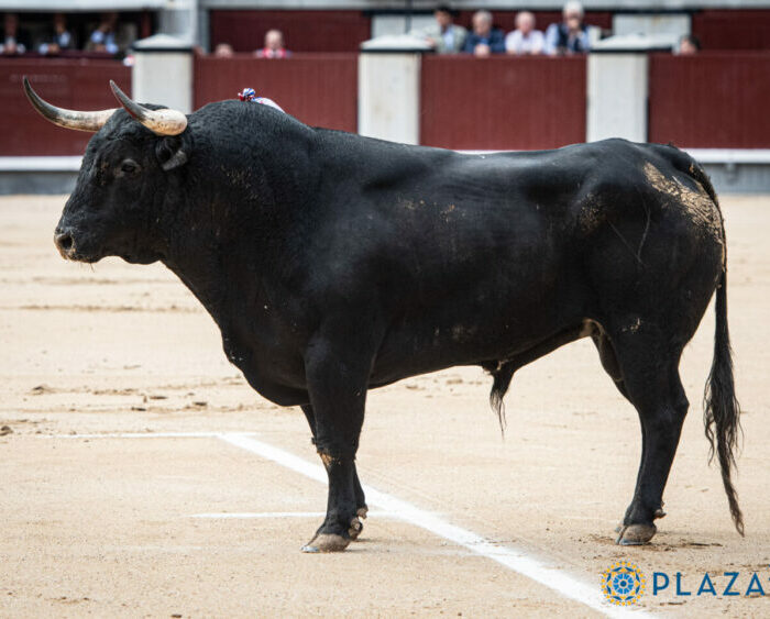 Joao Folque: ‘En Palha, criamos un toro para el aficionado y por eso tenemos esa obsesión con el tercio de varas’