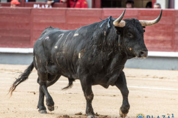 El torismo toma parte de la temporada 2026 en Las Ventas: Cuadri, Saltillo, Palha, Partido de Resina, Dolores Aguirre… 