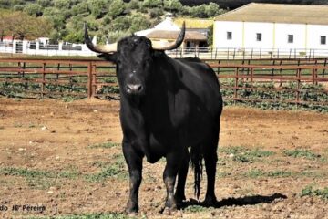 El duro final de Fuente Ymbro y la decisión de Ricardo Gallardo con la ganadería: «Esto es un hobby»