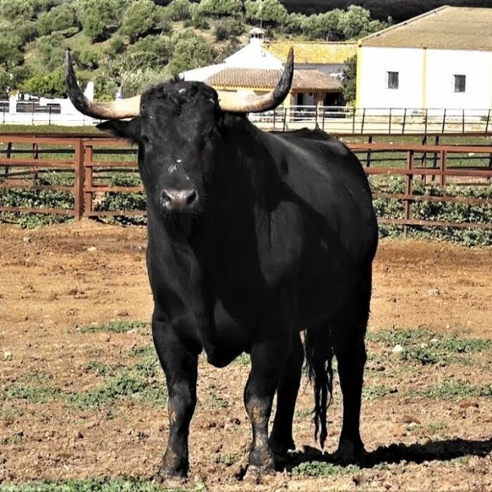 El duro final de Fuente Ymbro y la decisión de Ricardo Gallardo con la ganadería: «Esto es un hobby»