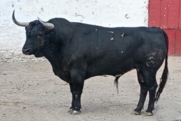 Reseñado el encierro de Las Huertas para la corrida de hoy 2 de noviembre en Guadalajara