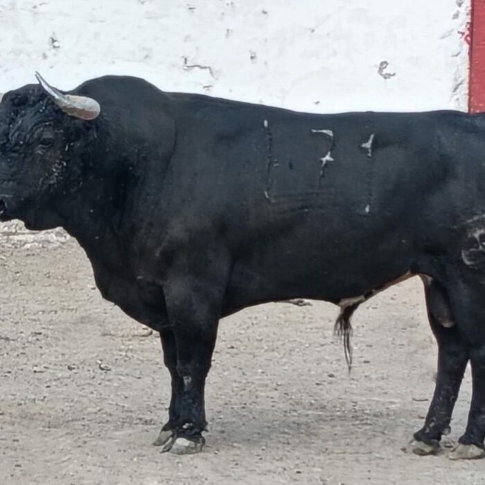 Reseñado el encierro de Las Huertas para la corrida de hoy 2 de noviembre en Guadalajara