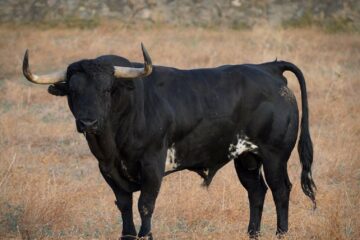 LOS «CONDESOS»: CONDE DE LA CORTE