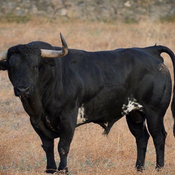 LOS «CONDESOS»: CONDE DE LA CORTE