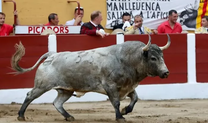 Céret confirma su elenco ganadero para 2026 y anuncia una encerrona novilleril. 