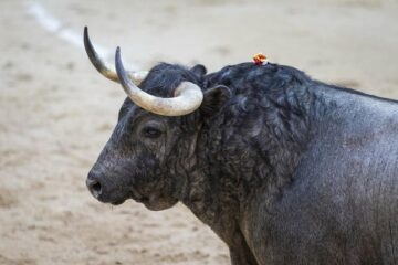 Victoriano del Río, Juan Pedro Domecq y La Quinta lidiarán dos corridas cada hierro en San Isidro 2026