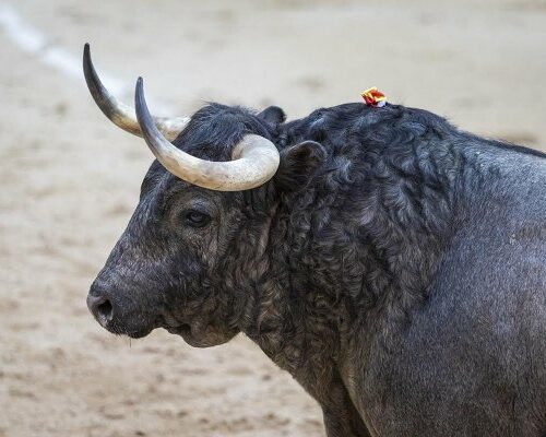 Victoriano del Río, Juan Pedro Domecq y La Quinta lidiarán dos corridas cada hierro en San Isidro 2026