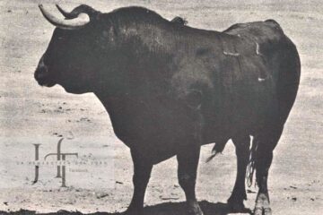 ‘Hurón’, de Juan Guardiola