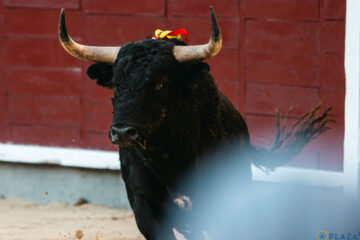 Nicolás Nicolás Fraile, ganadero de Valdefresno:‘Tengo preparados ocho cinqueños para ir a Madrid este año’