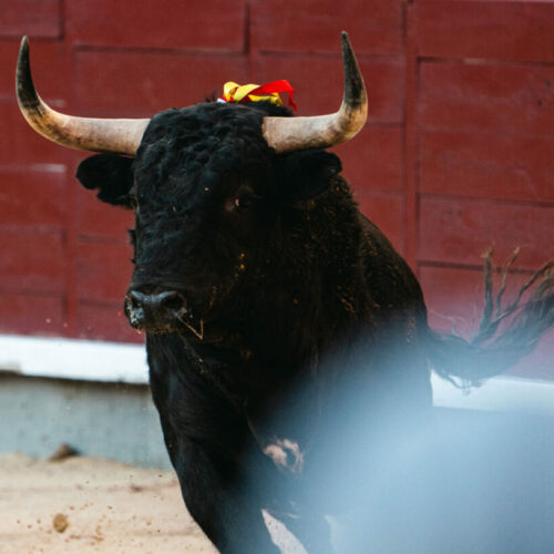 Nicolás Nicolás Fraile, ganadero de Valdefresno:‘Tengo preparados ocho cinqueños para ir a Madrid este año’