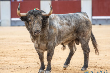 Madrid se encomienda al toro duro para abrir la temporada 2026