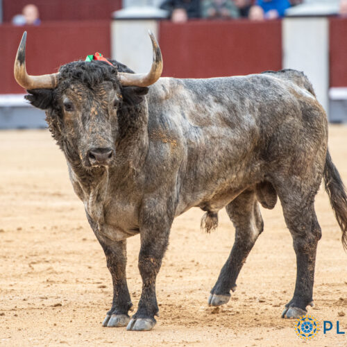 Madrid se encomienda al toro duro para abrir la temporada 2026