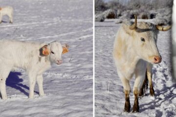 Los Reyes Magos traen un regalo mágico a una ganadería brava de Castilla y León: La Flor de la Canela, cubierta de blanco