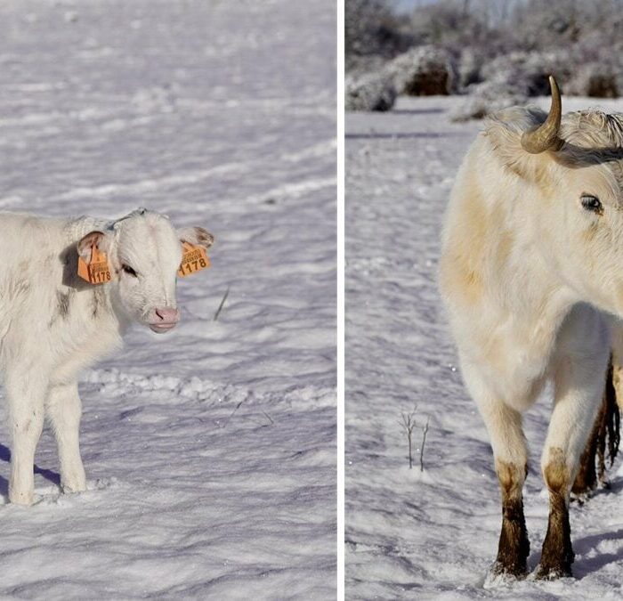 Los Reyes Magos traen un regalo mágico a una ganadería brava de Castilla y León: La Flor de la Canela, cubierta de blanco
