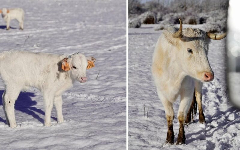 Los Reyes Magos traen un regalo mágico a una ganadería brava de Castilla y León: La Flor de la Canela, cubierta de blanco
