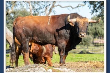 El análisis de Sergio Mañón… ¿Qué pasa en el campo bravo mexicano?