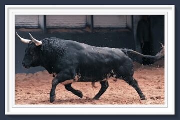 Una corrida de Palha será lidiada antes de la Feria de la Comunidad y San Isidro