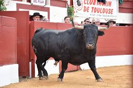 Vic-Fezensac oficializa los carteles de su Feria de Pentecostés: torismo y toreros de garra en un compacto ciclo