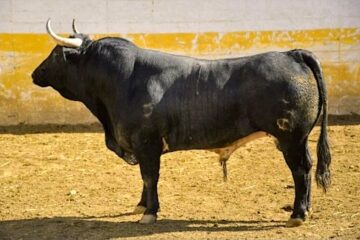 Entre a conocer los toros de Vistahermosa que serán lidiados este sábado en Texcoco