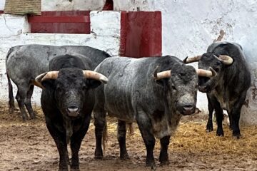 Los toros de La Quinta ya están en Castellón