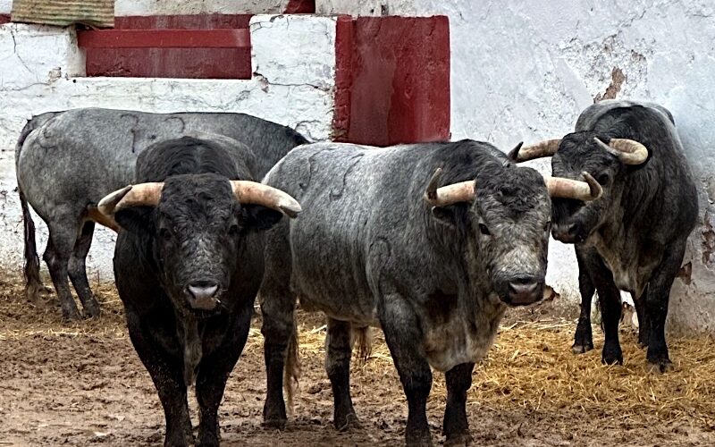 Los toros de La Quinta ya están en Castellón