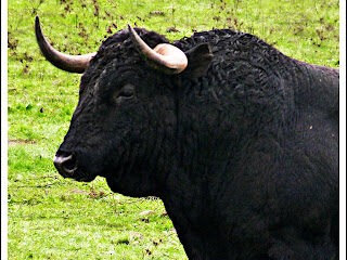 Las cifras de la crianza del toro bravo