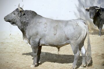 Entre a conocer los toros de San Pablo para Texcoco