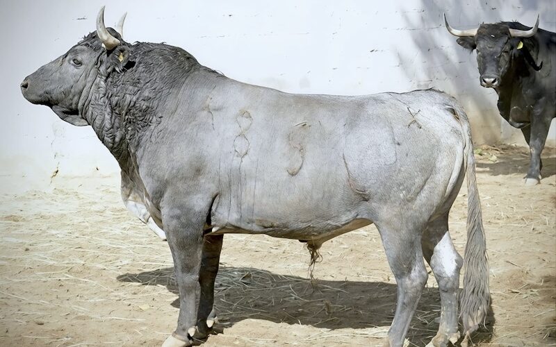 Entre a conocer los toros de San Pablo para Texcoco
