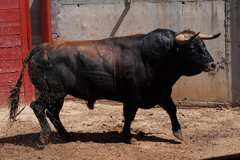 Pla Ventura: Antonio Bañuelos ha logrado su propósito de criar toros para las figuras