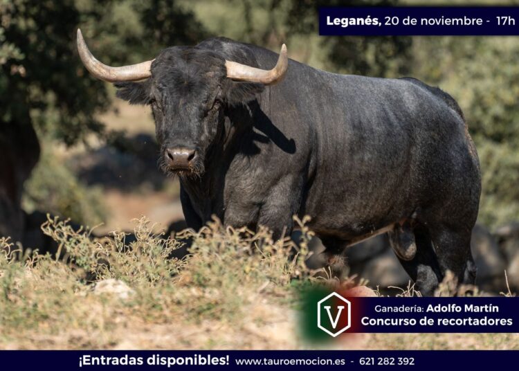 El misterio del toro según Adolfo Martín y Palha, dos hierros de postín