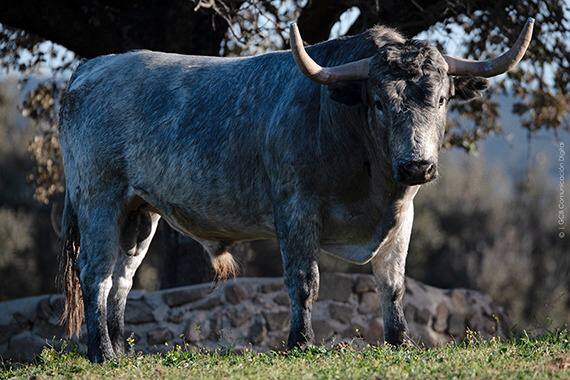 Toros Adolfo Martín para la Magdalena de Castellón