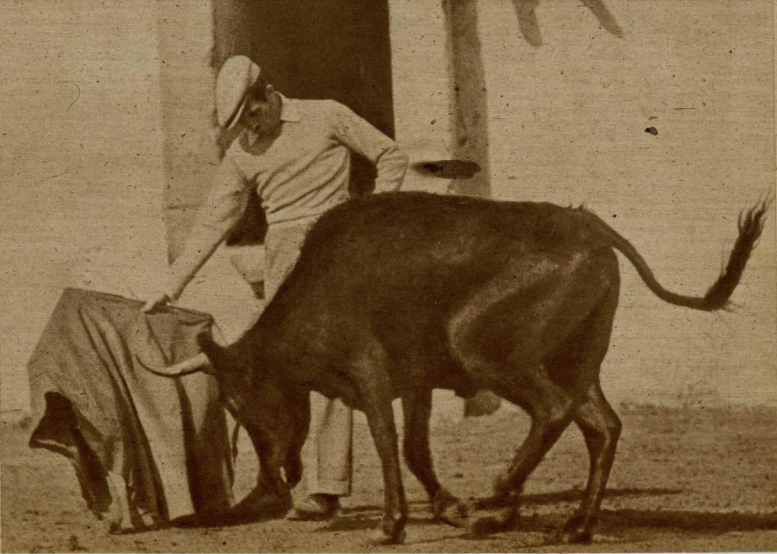 1947:Pepín Martín Vázquez en el campo,en la finca del ganadero don Rafael Bernal
