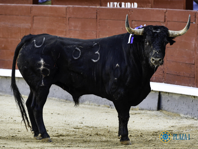 El Trapío en el Toro, la Percha en el Torero