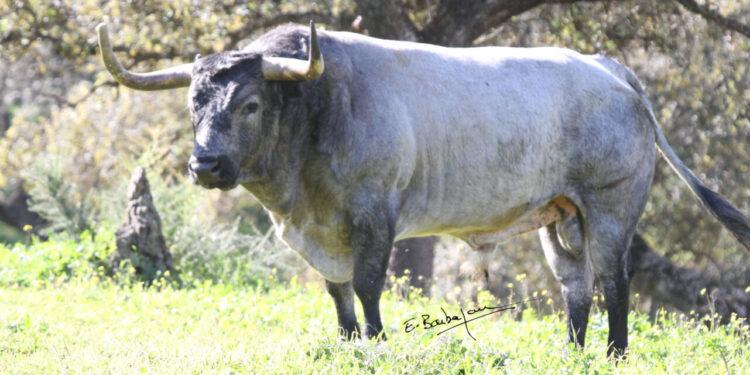Los impresionantes toros de la Concurso de Vic