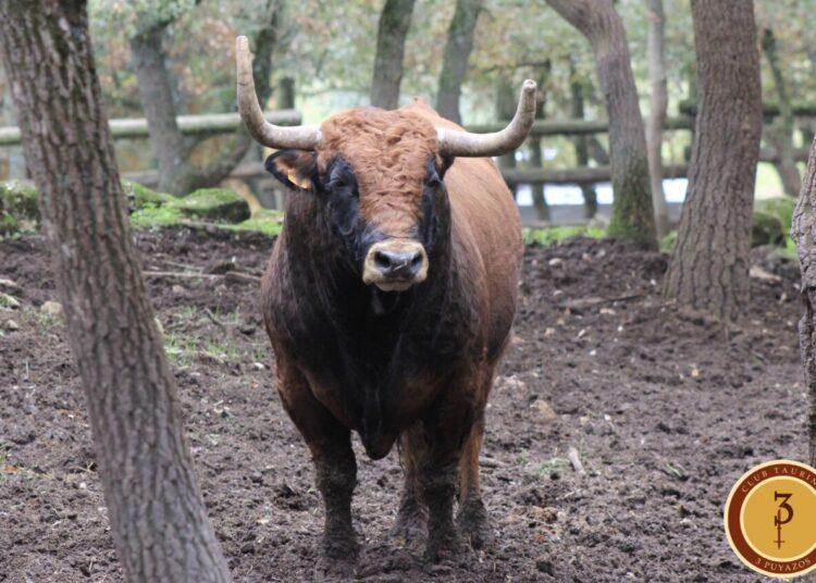 Toros de Reta en la Feria del Aficionado de San Agustín de Guadalix