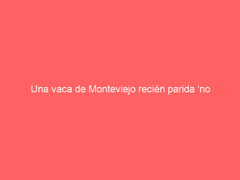 Una vaca de Monteviejo recién parida ‘no perdona’