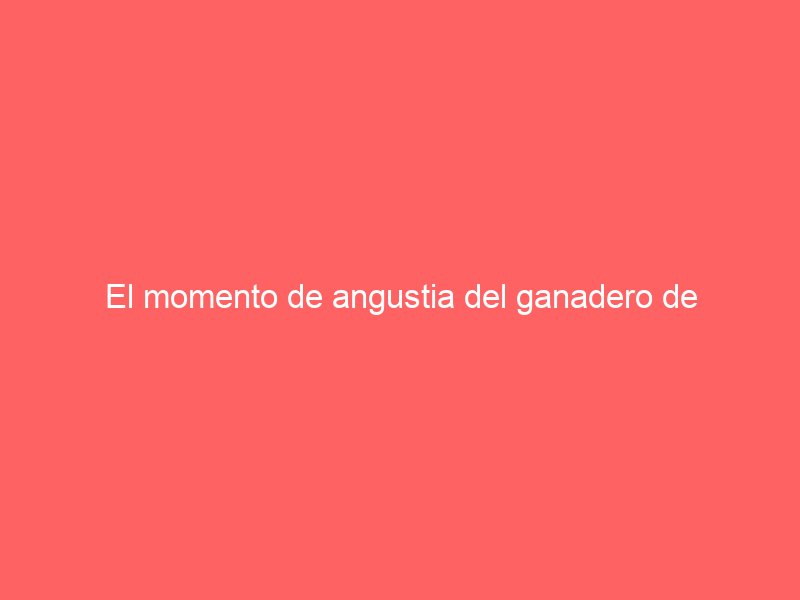 El momento de angustia del ganadero de Lagunajanda: un toro sale tras él mientras lo apartaba
