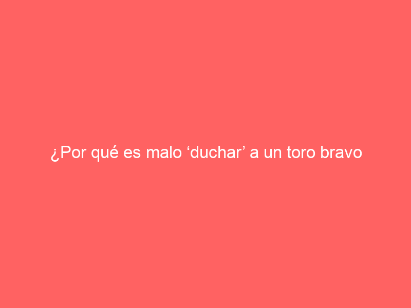 ¿Por qué es malo ‘duchar’ a un toro bravo antes de su lidia (en contra del mito que se cree)?